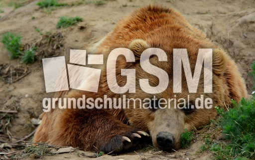 Braunbär_1 (15).jpg